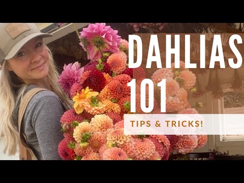 Video: Dahlia-plante in houer gekweekte - Gids om Dahlias in houers te plant