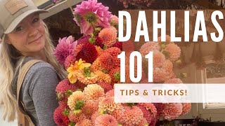 Dahlia Growing 101: how to grow great dahlias!