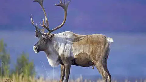 Ojibwe Word of the Day Adik. ᐊᑎᒃ᙮ 'A caribou, a reindeer '