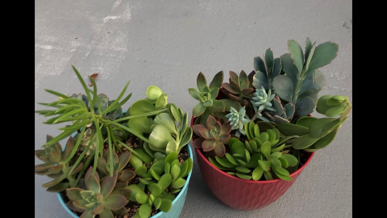 Collection succulents cuttings from my garden 6/28/19 