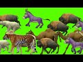 Animal stampede green screen video! 3D animals cow Donkey Elephant Monkey Lion🐆 tiger 🐅 goat🦙Dog🐕