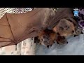 Juvenile flying-fox in care:  this is Mighty Bitey Bertie