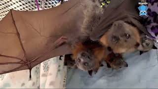 Juvenile flying-fox in care:  this is Mighty Bitey Bertie by Megabattie 2,532 views 3 weeks ago 2 minutes, 15 seconds