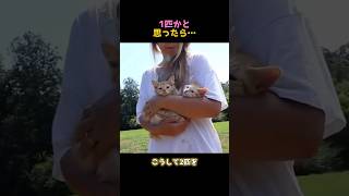 1匹かと思ったら…#猫 #子猫 #保護猫