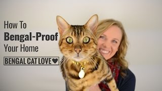 Bengal Cat Personality  How to Bengal Proof Your Home