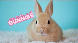 Exciting Easter Bunny Facts for Kids | Let's Explore the World of Rabbits!