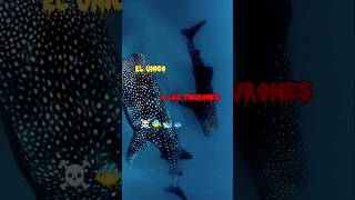 El animal mas fuerte del oceano? 🥶 #curiosidades #misterio #animalessalvajes