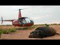Wild boars invasion  a helicopter hunting mission