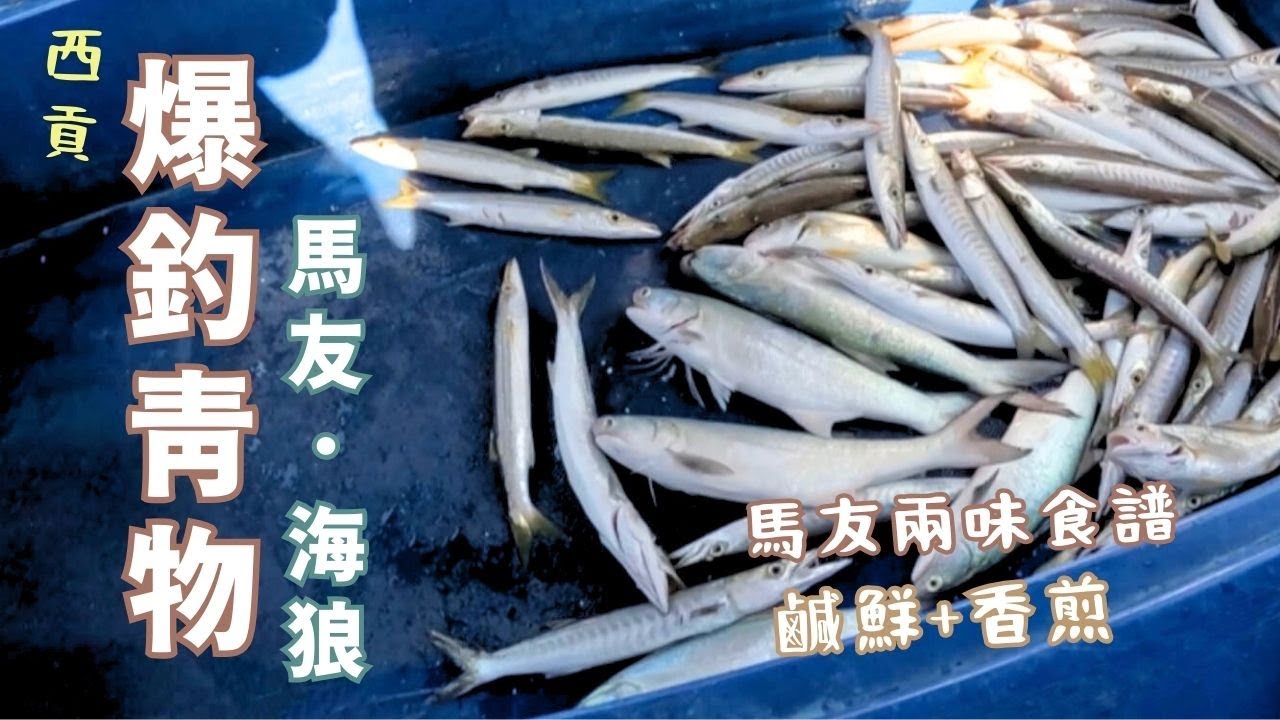 西貢爆釣青物 馬友+海狼 馬友兩味食譜 鹹鮮定香煎好食?