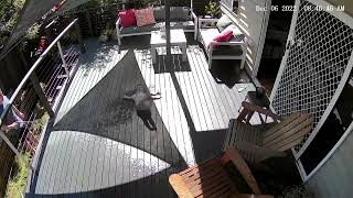 Guy spays deck with garden hose then little girl slips on water (Security camera)