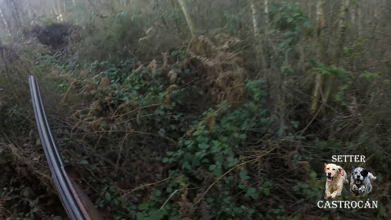 arceas con setter Castrocan