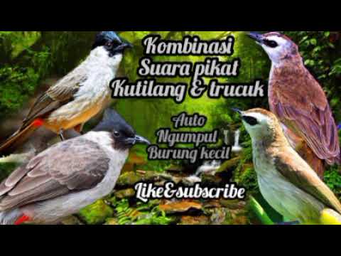 Suara pikat kutilang dan trucukan ribut paling ampuh untuk mikat semua jenis burung | andalan