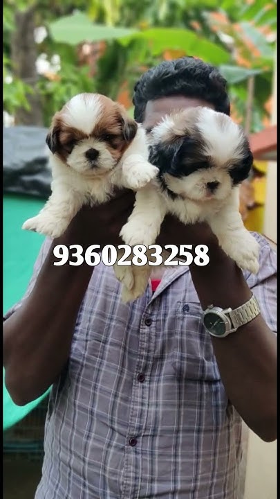 QUALITY SHIH TZU PUPPY SALE TAMIL CHENNAI DOG KENNEL DOG FOR quality-shih-tzu-puppy-sale-tamil-chennai-dog-kennel-dog-for