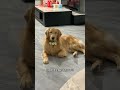 Dog food The poor are not allowed to buy #Most people don t tell him#Pet#Cute pets#Ai Miao