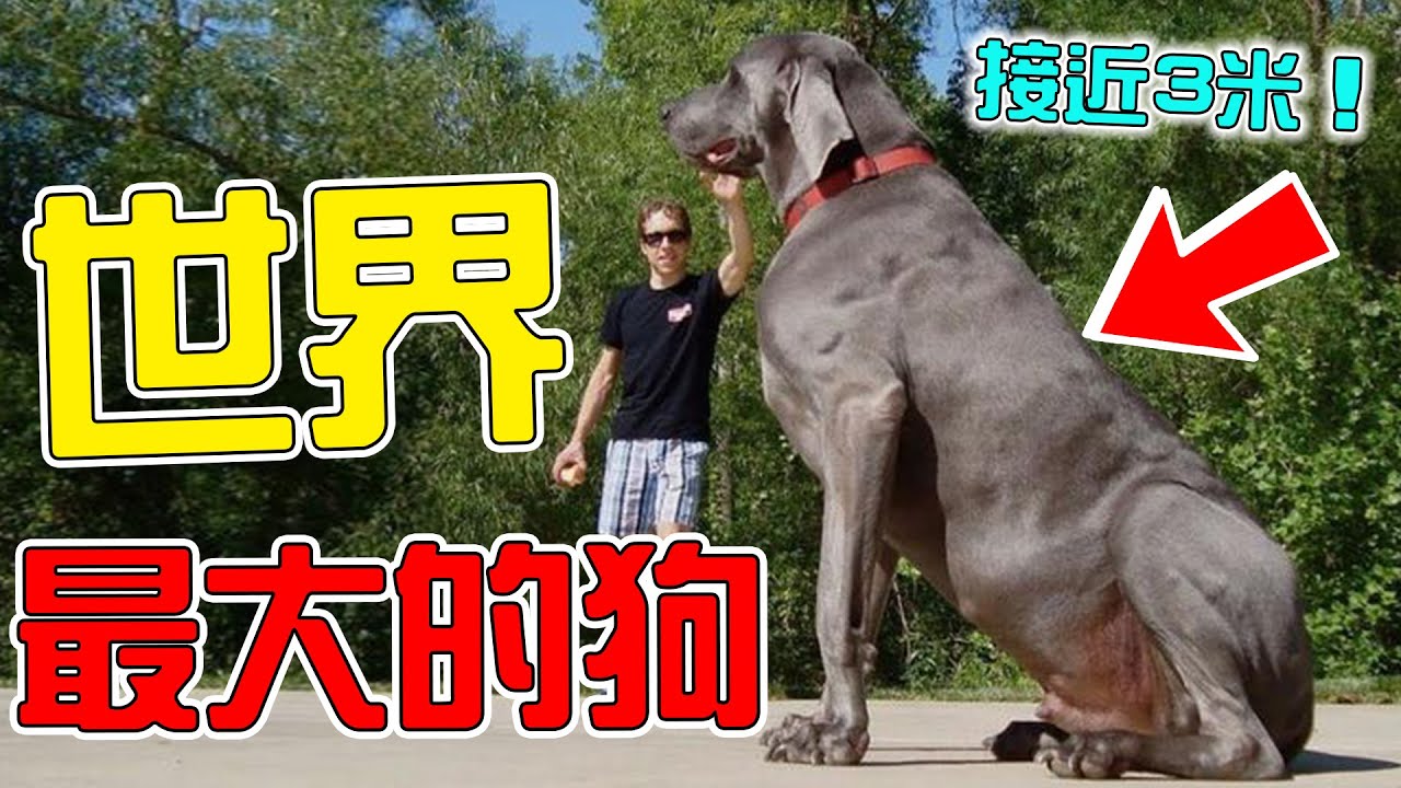 世界上體型最大的10隻超級巨狗!第1名身高3公尺比姚明還高,獅子只是它的玩具,看見一定要小心!|#top10 #top #盘点 #世界之最 ...