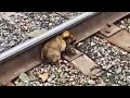 Dog Refuses To Leave Railway Police Turns Pale When They Realize What He Is Hiding !