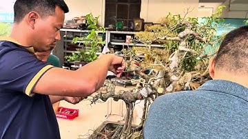 Nam Lê Bonsai | Hướng Dẫn Phân Tầng Tán Cho Cây Đa Thân: Rõ Thân, Rõ Nhịp, Có Khoảng Thở