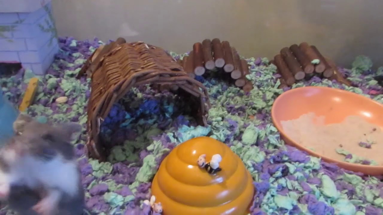 guinea pig house I Went On A Hamster Road Trip