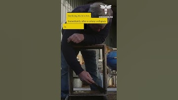 Sterilizing the hive box immediately after a colony collapses is a crucial step to take