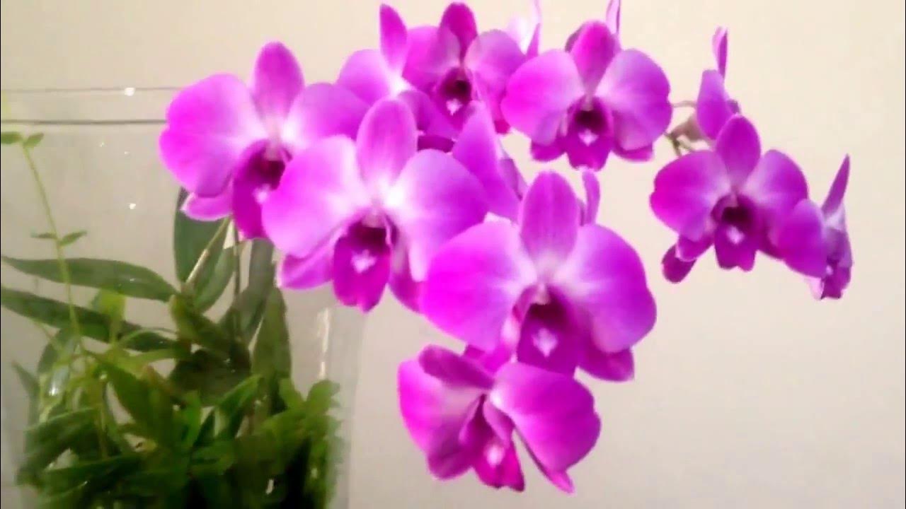 Orquídea no Vaso de Vidro - thptnganamst.edu.vn