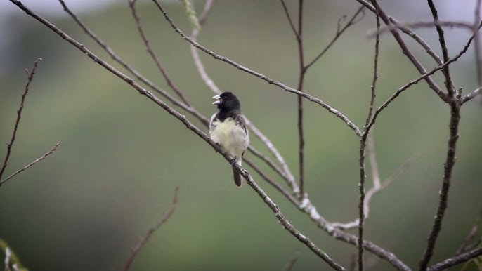 A Dubois's Seedeater also know as Papa-capim perched on the branch. Species  Sporophila ardesiaca. Birdwatcher. Bird lover. Birding. Stock Photo