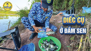 Câu Cá Diếc Cụ Mùa Đông ở Đầm Sen Bỏ Hoang?