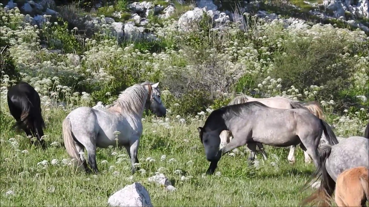 Download Borova Glava i Divlji Konji *Wildpark Livno* #wild #livno #divlji #konji