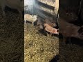 🐗 НАШЛИ СЕМЬЮ КАБАНЧИКОВ , забрали #животные #animals