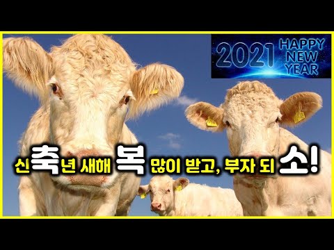 2021년 신축년, 흰소띠해, 신금축토, 새해복많이받으세요 [사주마케팅TV]