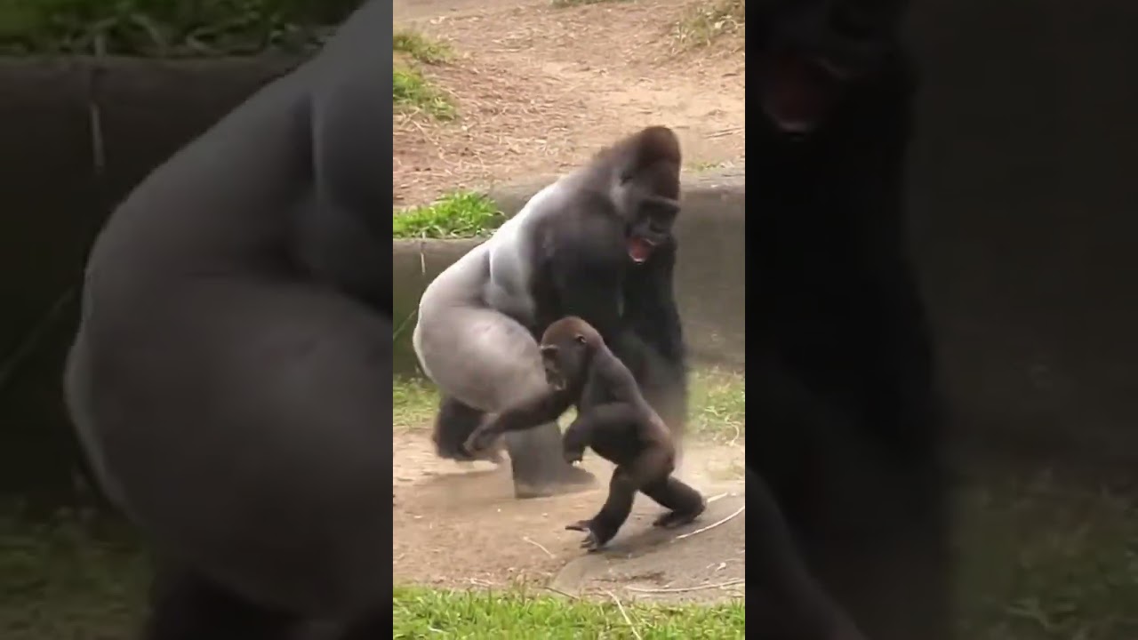Can a Baby Gorilla Really Handle a Motorcycle?