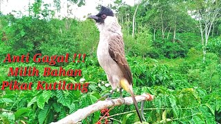 anti gagal guys !! tips memilih burung KUTILANG gacor, pikatan kutilang