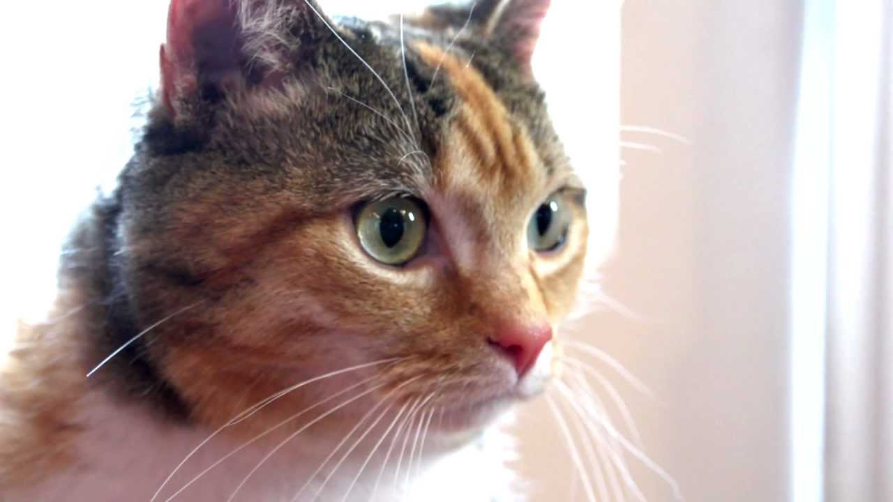 PetSafe Ceramic Pet Fountains Avalon & Pagoda Syles YouTube