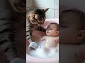 Induk kucing sedang memandikan bayi #funnyvideo #funny #bayilucu #kucinglucu