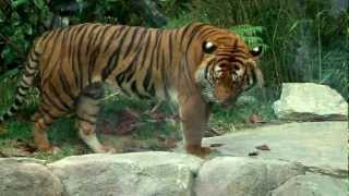 Tigers - Who Dey And Taj Playing - Cincinnati Zoo
