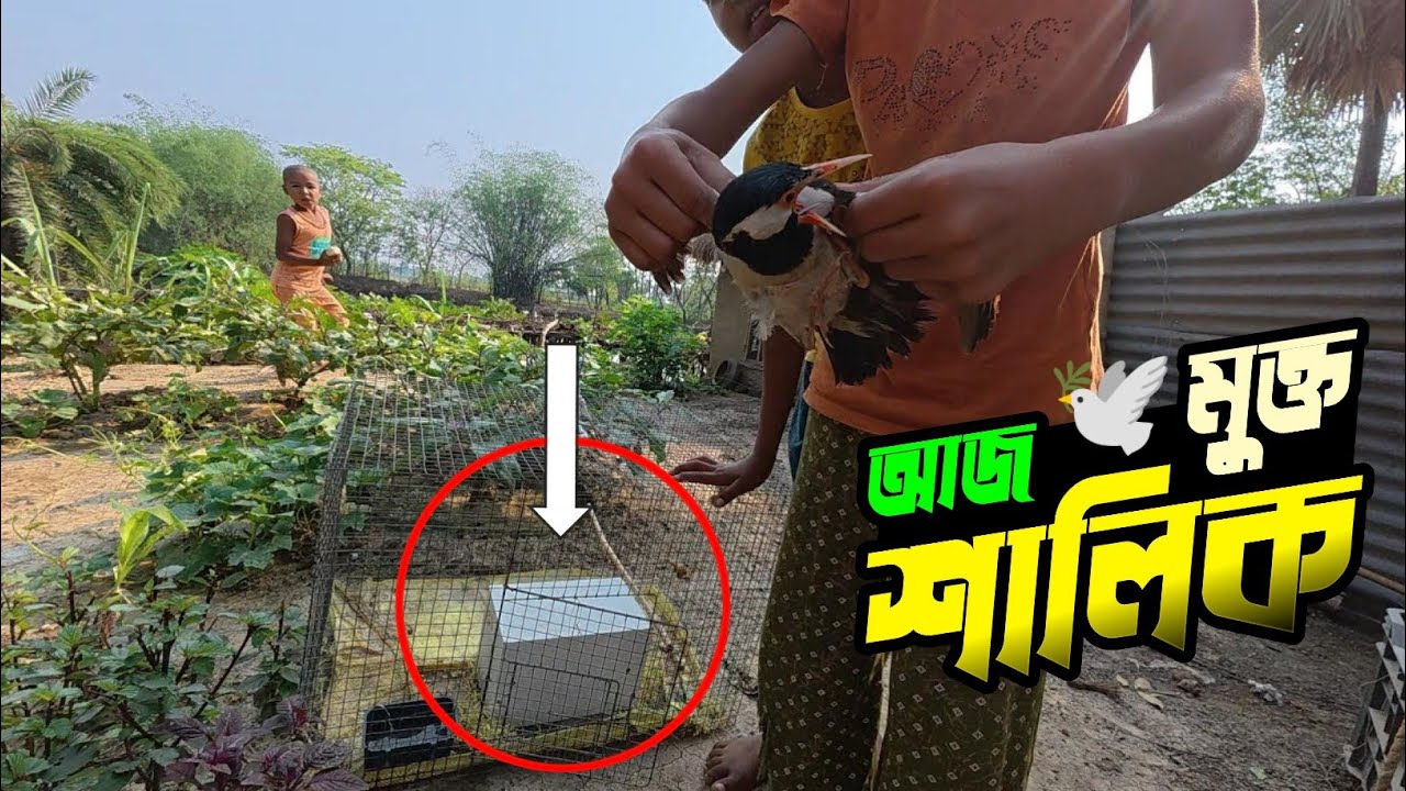 আজ মুক্ত হলো উদ্ধার করা শালিক পাখি 🐦