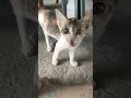 My Cat вќ пёЏ Comedy Cat Kitten Trending Viralvideo My Cat вќ пёЏ Comedy Cat Kitten Trending Viralvideo