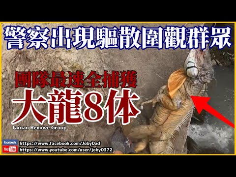 【緊急！】路旁樹上竟掛滿巨大綠鬣蜥！團隊迅速移除宛如動作電影！警察為避免觀眾群聚還鳴笛驅散！全片高能！TRG用臉探險 | EP36