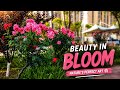🌸 Beauty In Bloom | Stunning Pink Rose Garden Views 🌿 Relaxing Nature Scenery in 4K