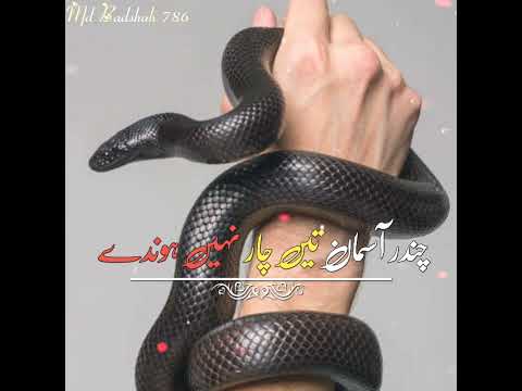 ASLI NANG KAHEENDE YAAR NHI HONDE Saraiki Attitude Status Shorts MD BADSHAH 786