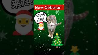 Merrychrismasかつ緒からメッセージ #youtube猫動画