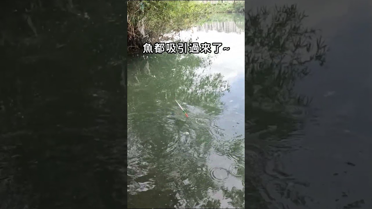 還是這種魚貪吃~ #fishing 縮圖