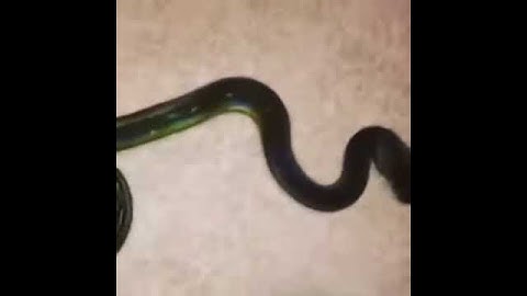 Golden child reticulated python