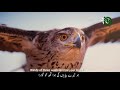 Ho Taray Bayaban Ki Hawa Tuj Ko Gawara Allama Iqbal Ho Taray Bayaban Ki Hawa Tuj Ko Gawara Allama Iqbal