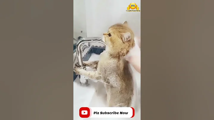 Video 10006941: cutecat animals baby cat, meowing cat cartoon funny, animal cute cat meowing, cats meowing cute dogs, funny cats dogs clean