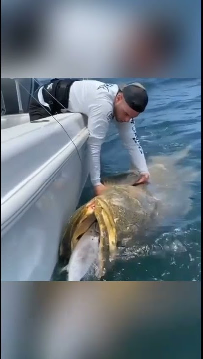 Ikan kerapu terbesar didunia, strike Mancing Mantap #shorts #mancing