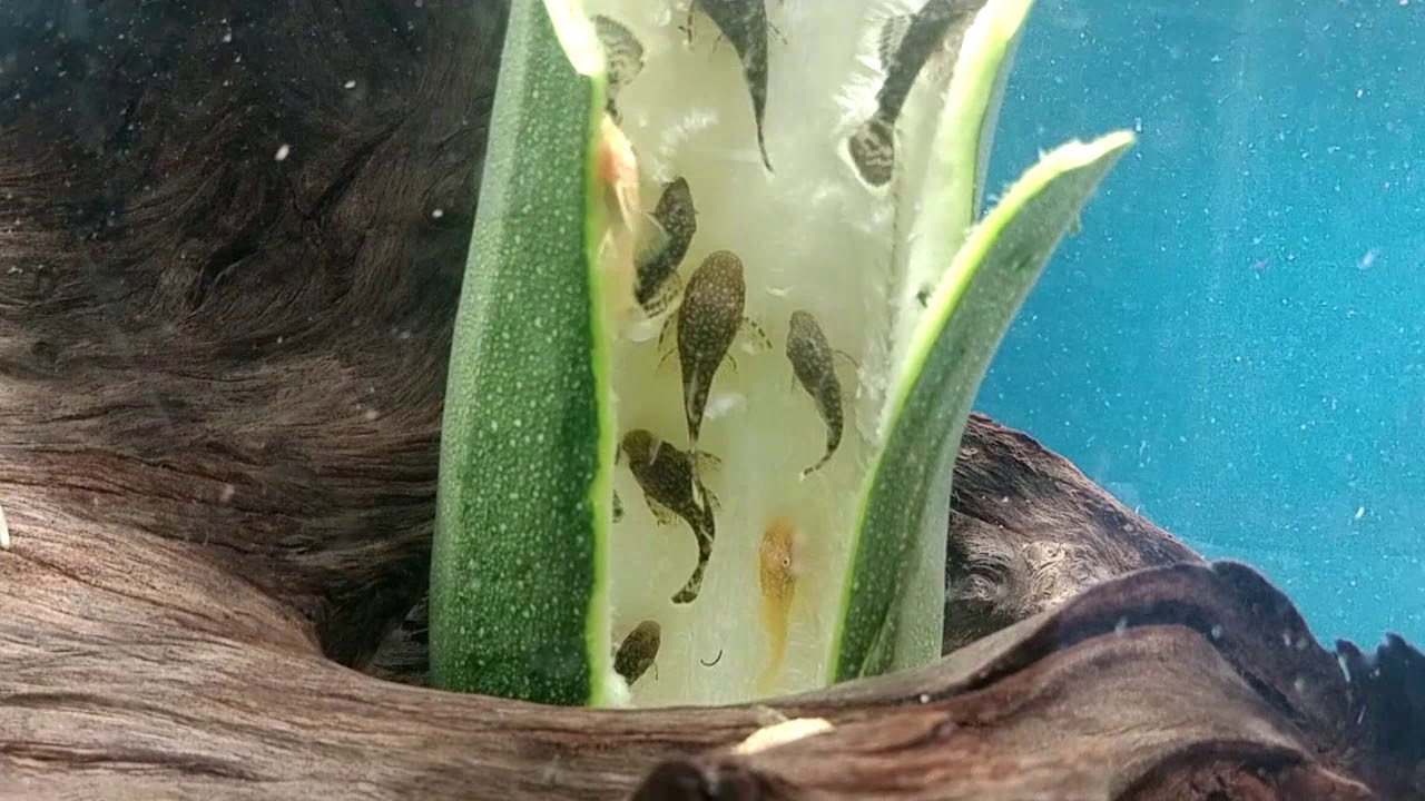 12 Week Old Bristlenose Plecos Eating Zucchini YouTube