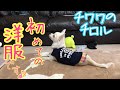 子犬のチワワ、初めての洋服で、お洒落するです♪。