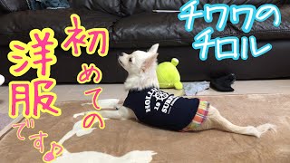 子犬のチワワ、初めての洋服で、お洒落するです♪。