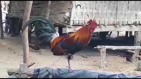 ไก่ป่าน้ำ#1-qaib qus tom #1 whatsapp02052153089
