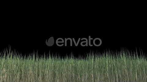 Grass Loop | Motion Graphics - Envato elements